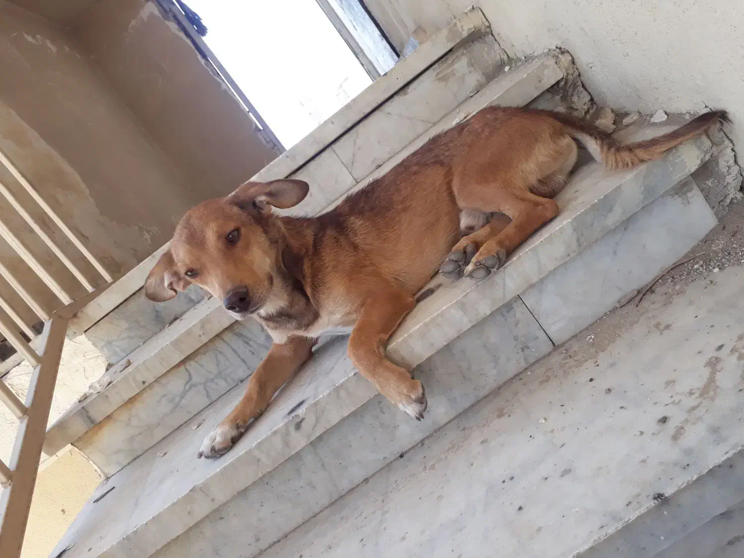 سگ خانگی|سگ|زاهدان, |دیوار