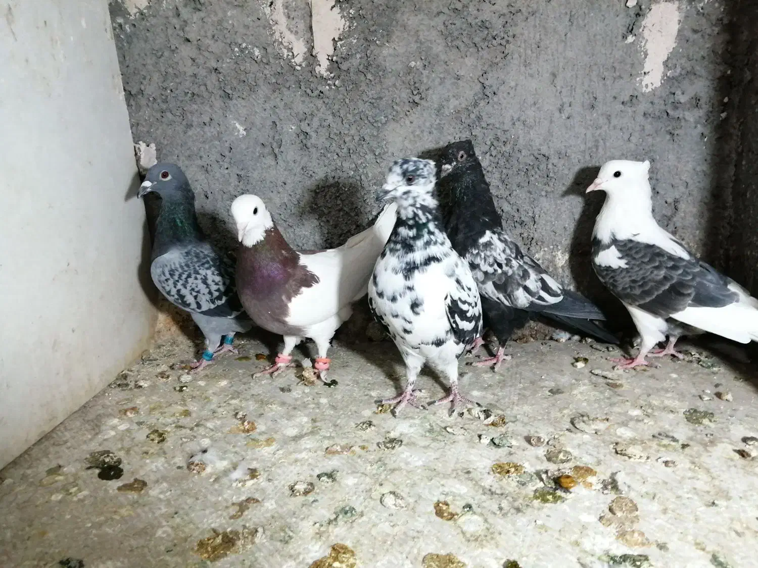 ساعت طرح کفتر معاوضه|ساعت|فردوس (خراسان), |دیوار