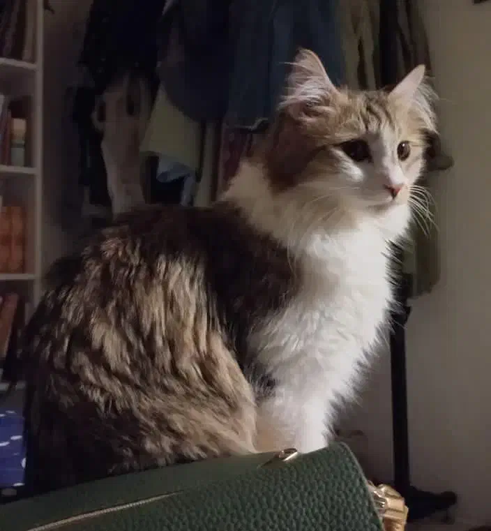 واگذاری گربه باهوش و مهربان|گربه|تهران, هروی|دیوار