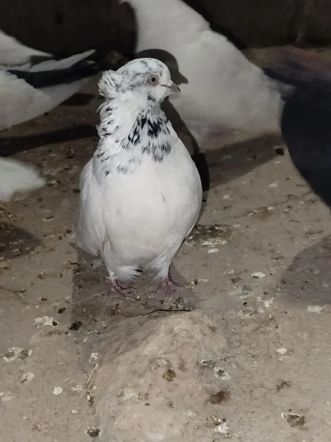 کفتر قره دیمدیح کاکلی|پرنده|آذرشهر, |دیوار