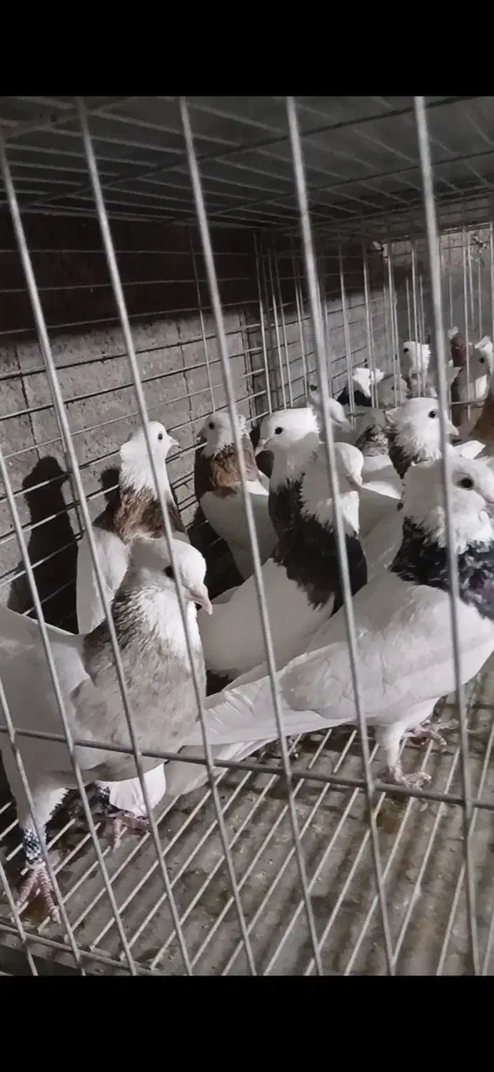 پرنده کفتر|پرنده|تفت, |دیوار