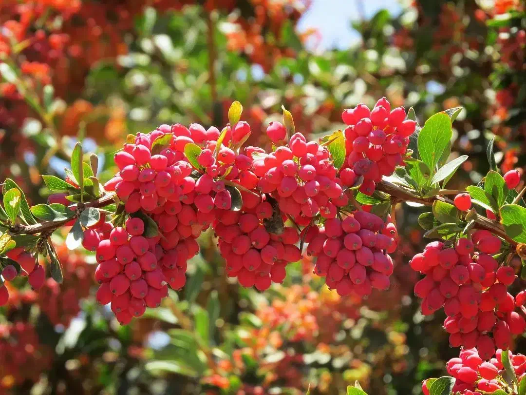 فروش نهال زرشک و عناب پاجوش|گل و گیاه طبیعی|بیرجند, |دیوار