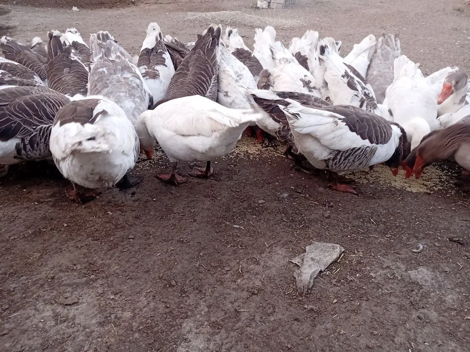 غاز محلی|حیوانات مزرعه|مشگین شهر, |دیوار