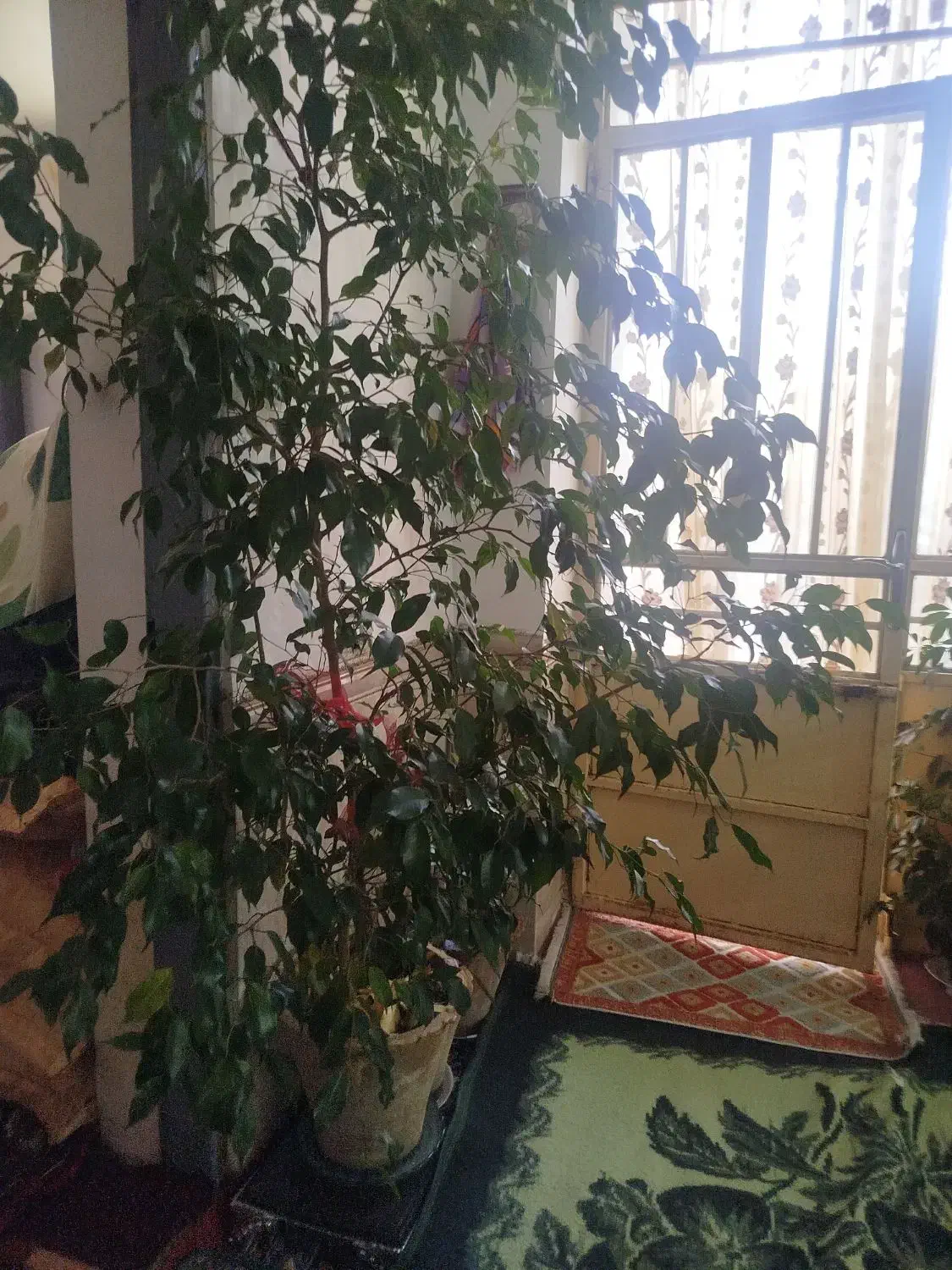 گل بنجامین حدود یک متر ونیم|گل و گیاه طبیعی|میاندوآب, |دیوار