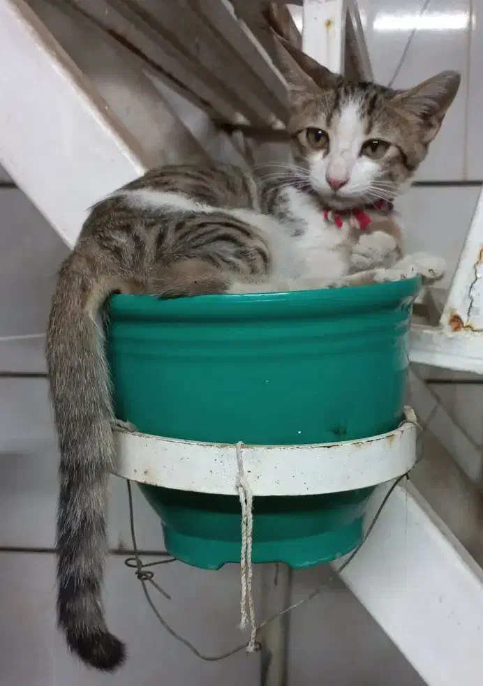 واگذاری بچه گربه|گربه|اهواز, حصیرآباد|دیوار