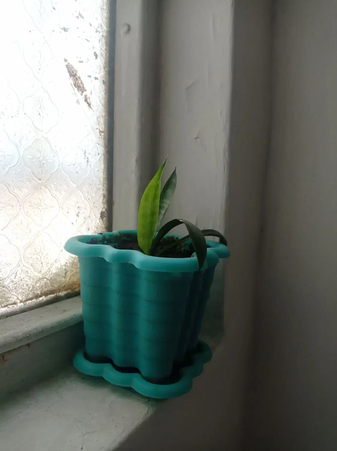 دو عدد گل و گلدان|گل و گیاه طبیعی|رباطکریم, شهرک والفجر|دیوار