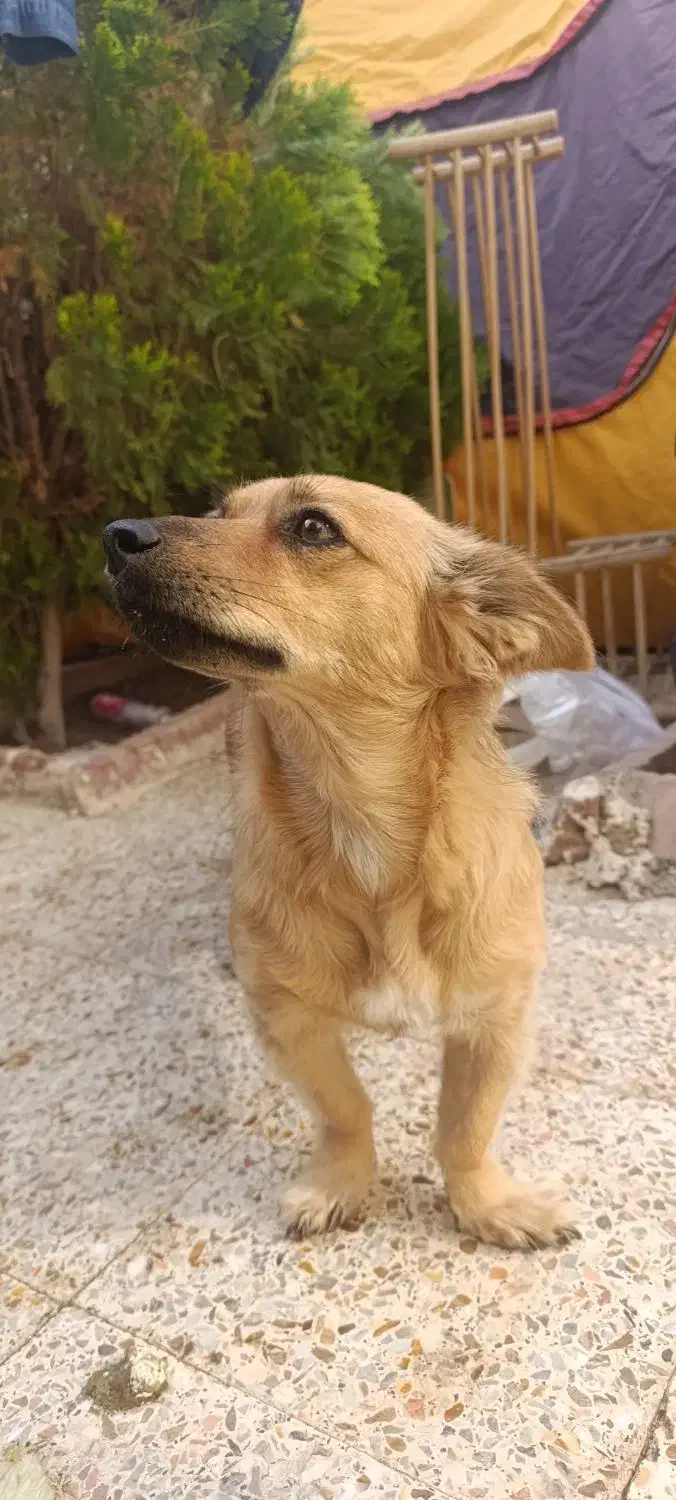 اشپیتز|سگ|شاهینشهر, سعدی شمالی|دیوار