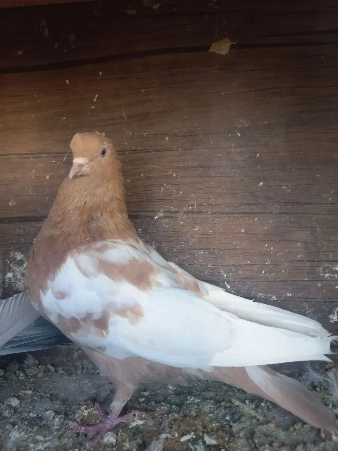 رنگی|پرنده|شیراز, کوشک میدان|دیوار