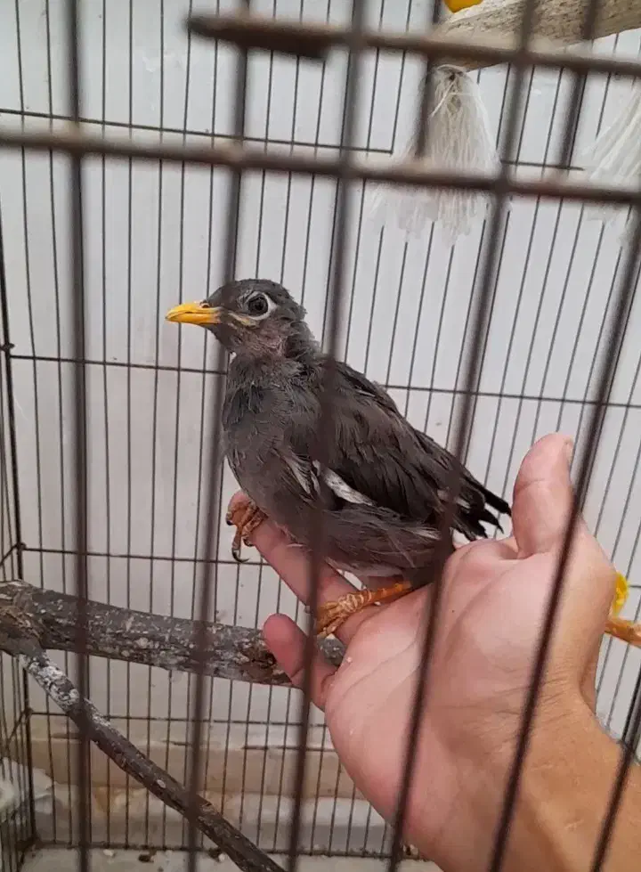 مینا|پرنده|رباطکریم, رباطکریم|دیوار