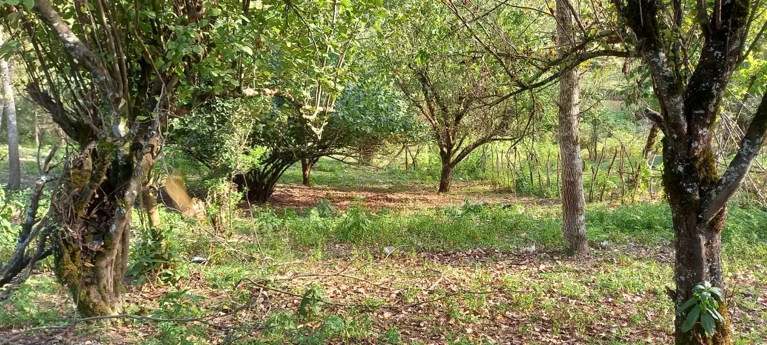 زمین ویلایی در دل جنگل واقع در آستارا روستای هودول|فروش زمین و ملک کلنگی|آستارا, |دیوار