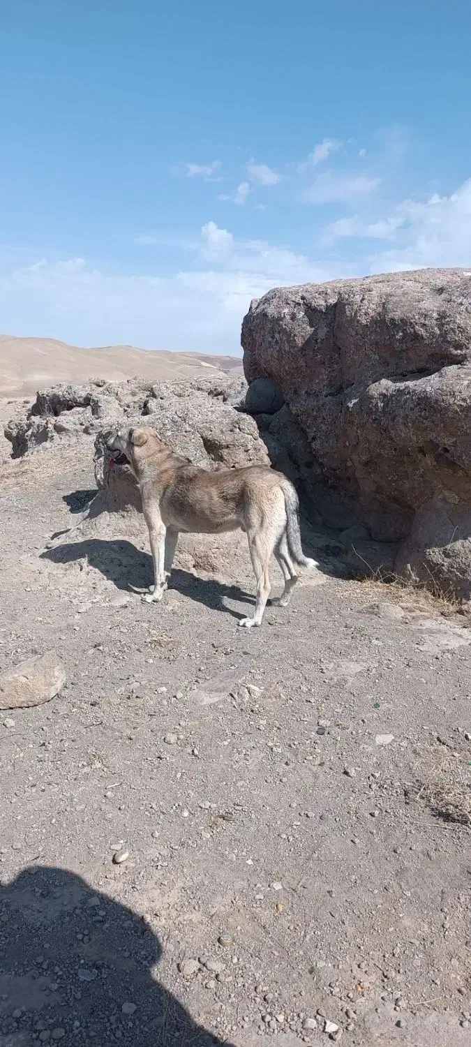 واگذاری سگ پژدر|سگ|شاهین دژ, |دیوار