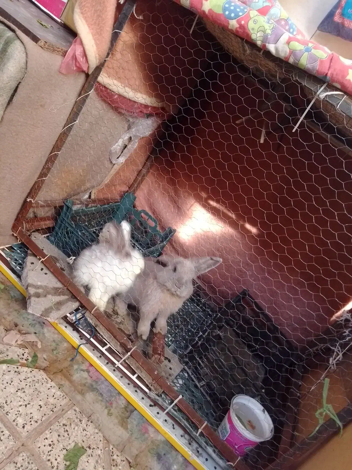 قفس بزرگ آهنی مخصوص خرگوش مرغ مرغابی کبوتر|لوازم جانبی حیوانات|طرقبه, |دیوار