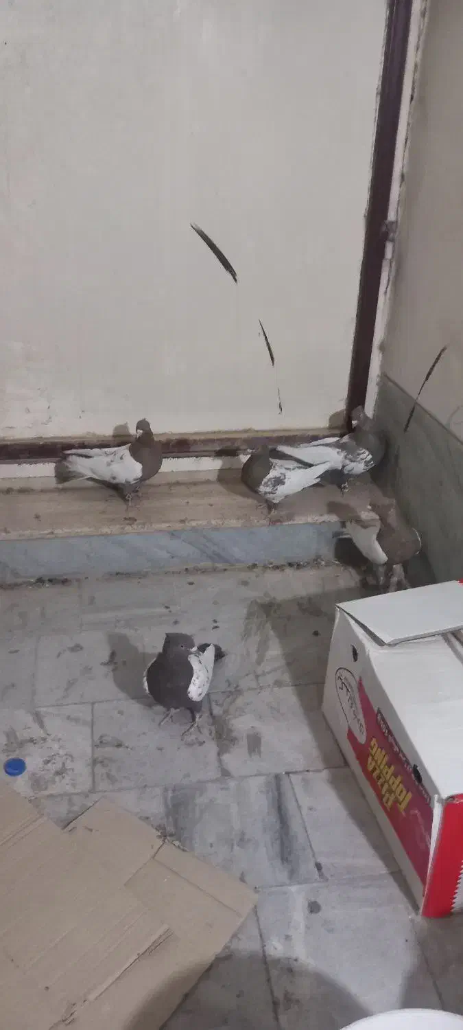 سینه قهوه ای|پرنده|شیراز, گویم|دیوار