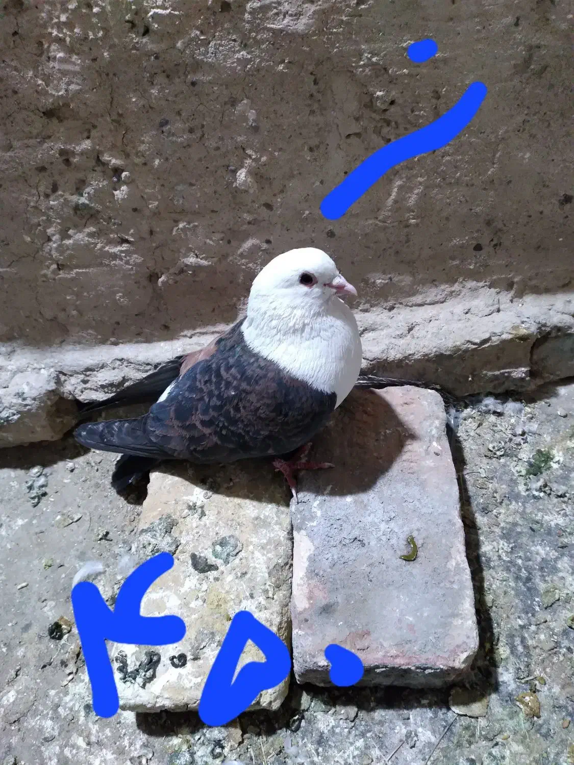 کبوتر|پرنده|فردوس (خراسان), |دیوار