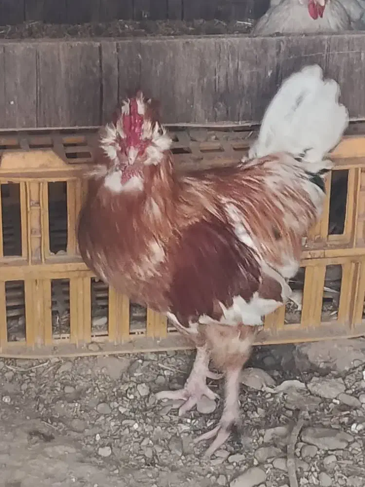 خروس|حیوانات مزرعه|ورامین, ورامین|دیوار