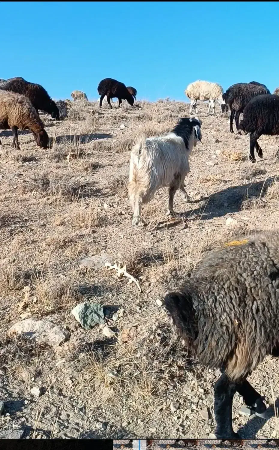 بزغاله درجه یک تخم دار افغان|حیوانات مزرعه|خرقان, |دیوار