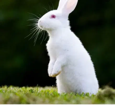 خرگوش نر|موش و خرگوش|درگهان, |دیوار