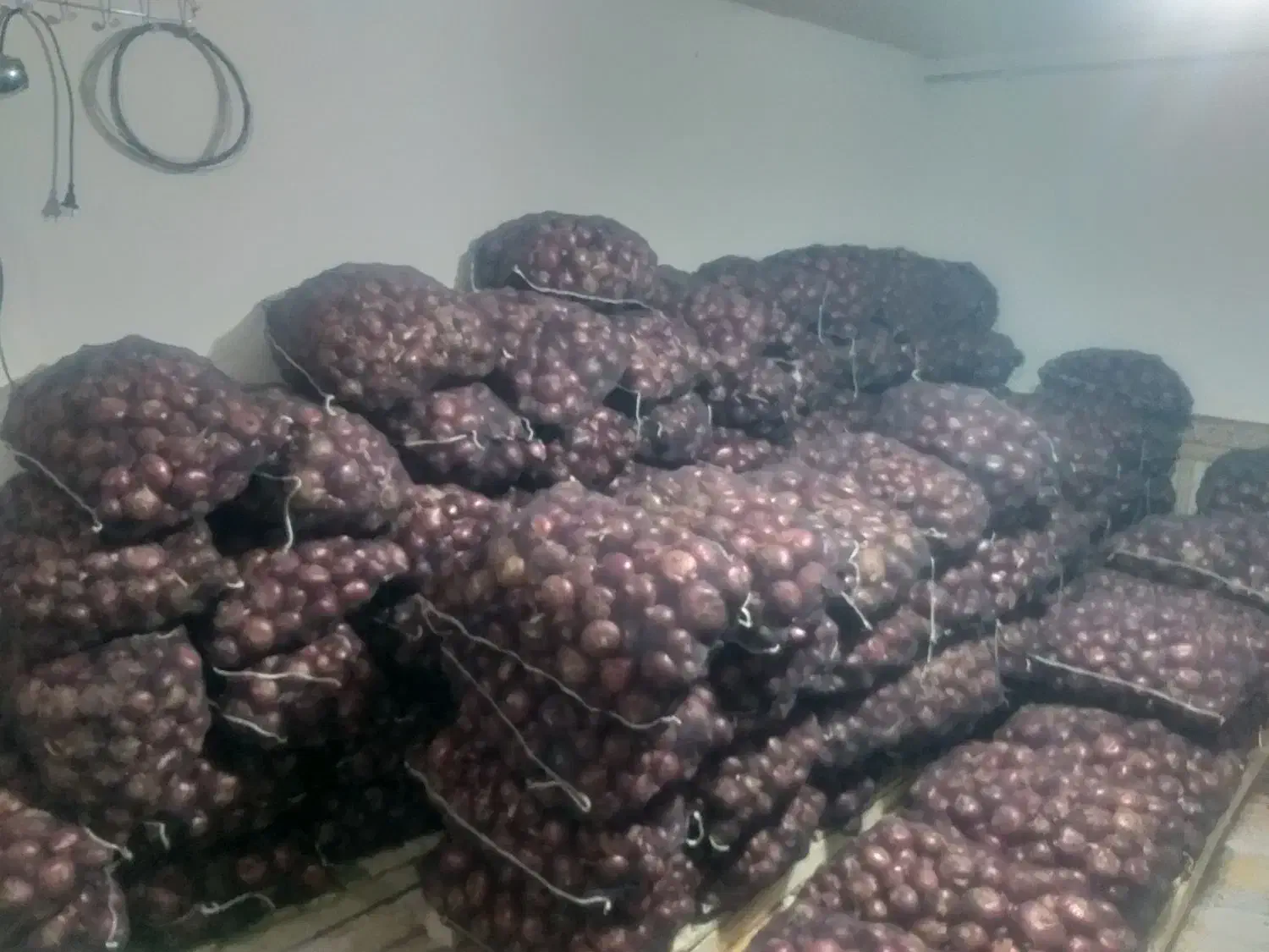 پیاز قرمز 17 هزار|عمدهفروشی|اشنویه, |دیوار