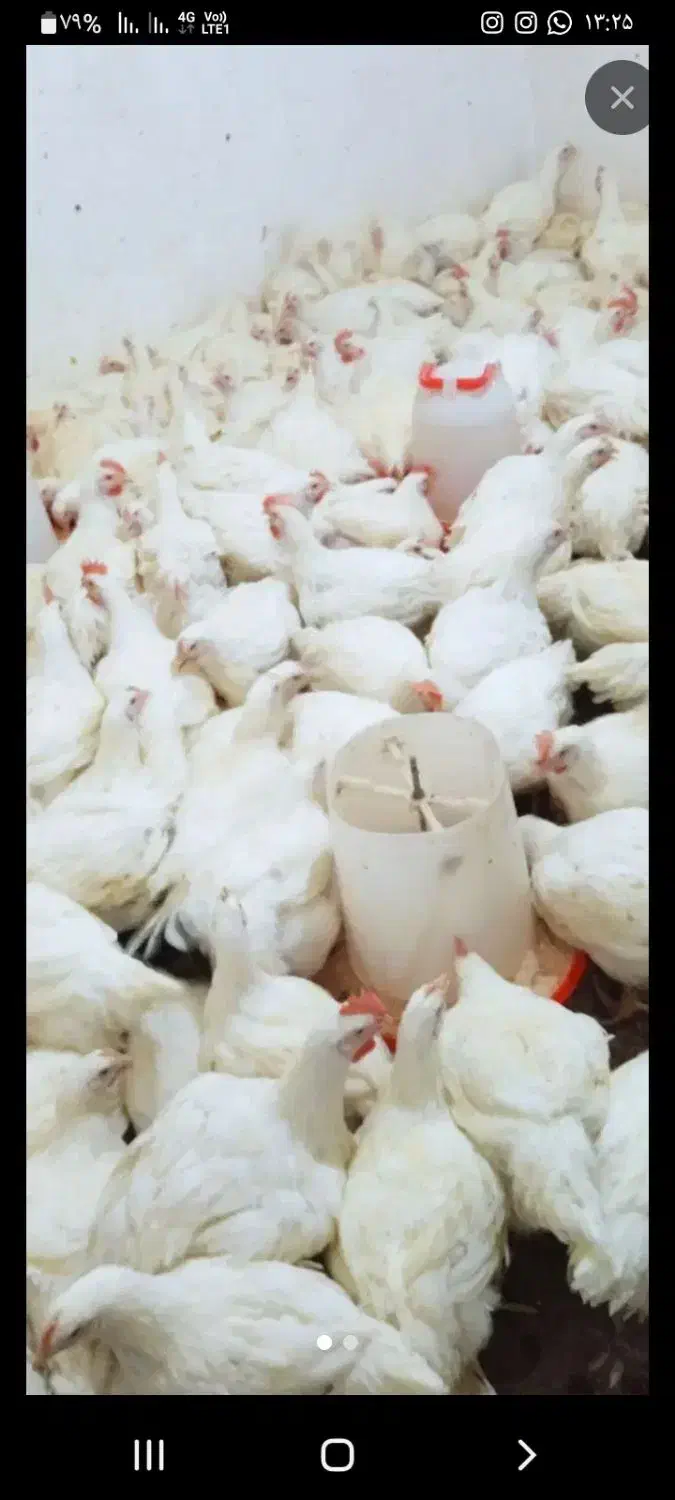 مرغ زنده کیلویی ۱۱۷|حیوانات مزرعه|کوهدشت, |دیوار