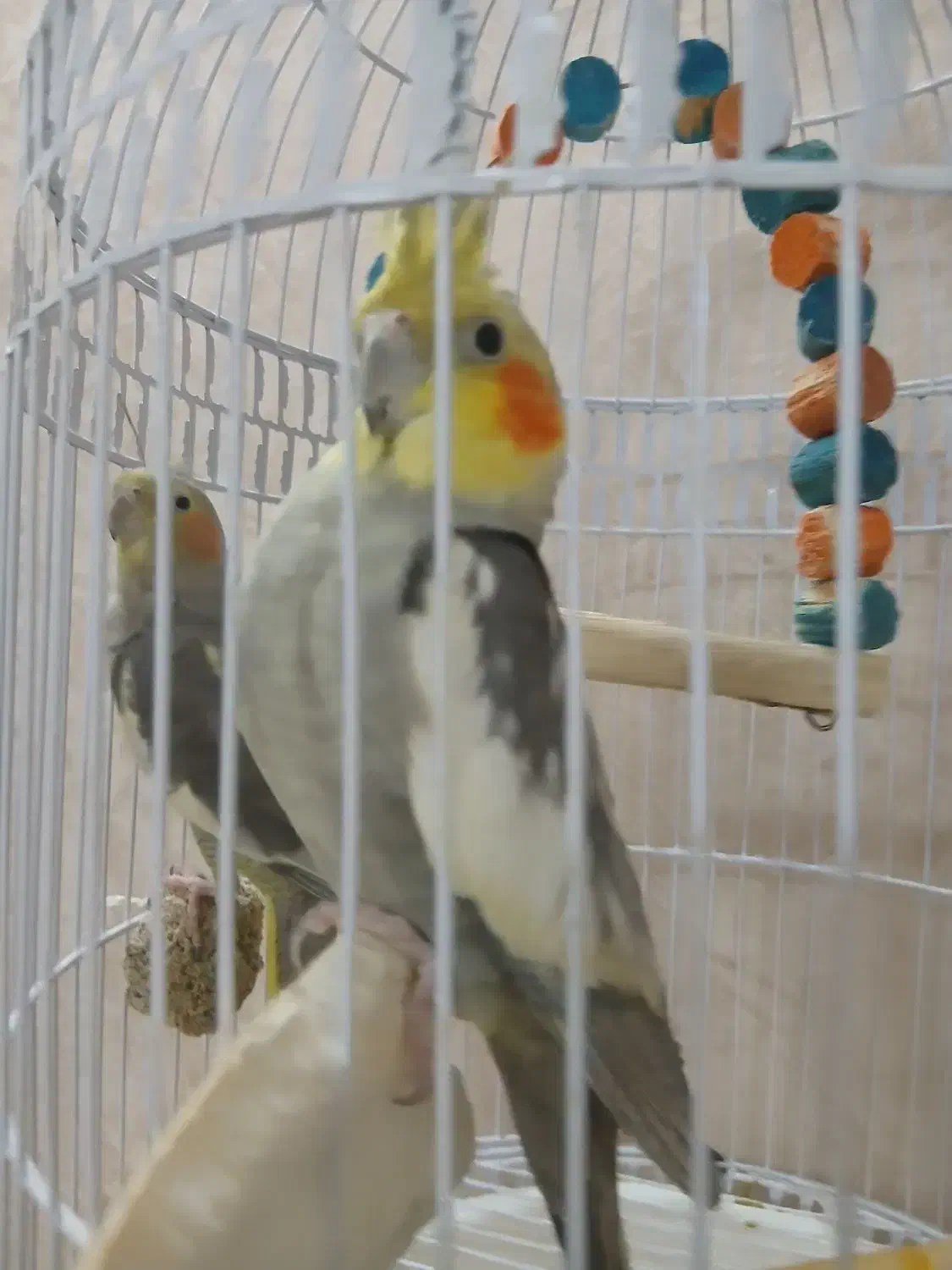 عروس هلندی مولد|پرنده|مشهد, هدایت|دیوار