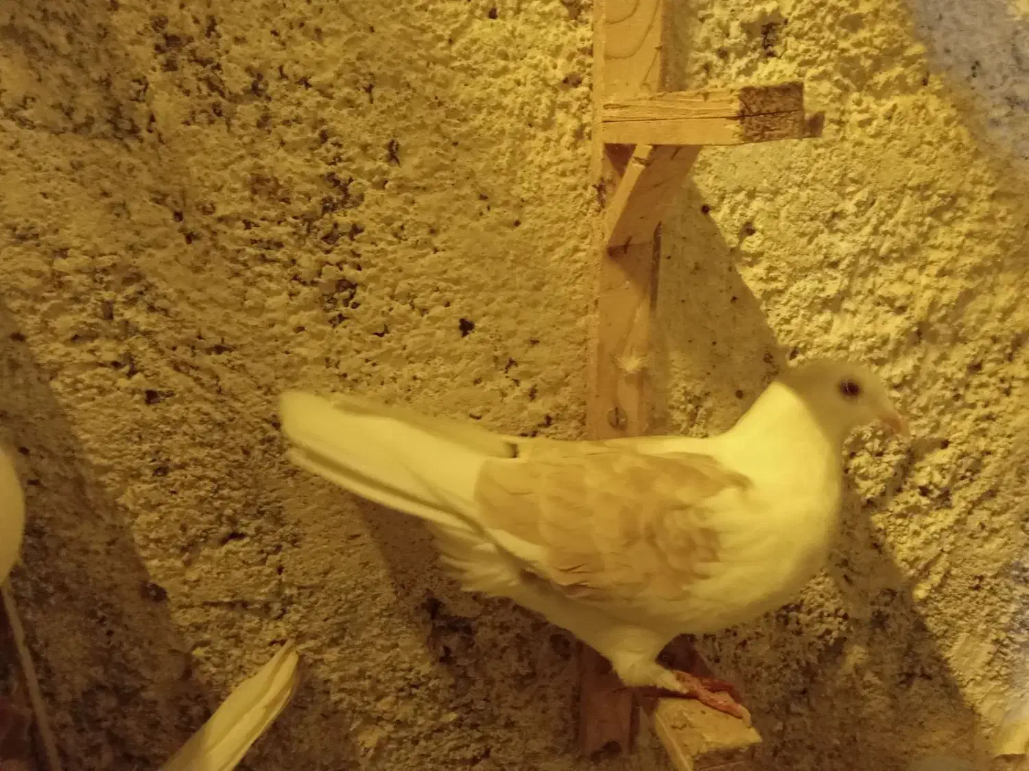 کبوتر ماده|پرنده|تربت جام, یحیی آباد|دیوار