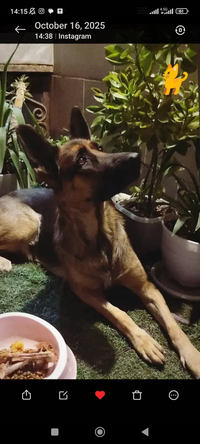 حیوانات گم شده|حیوانات|دوگنبدان, |دیوار