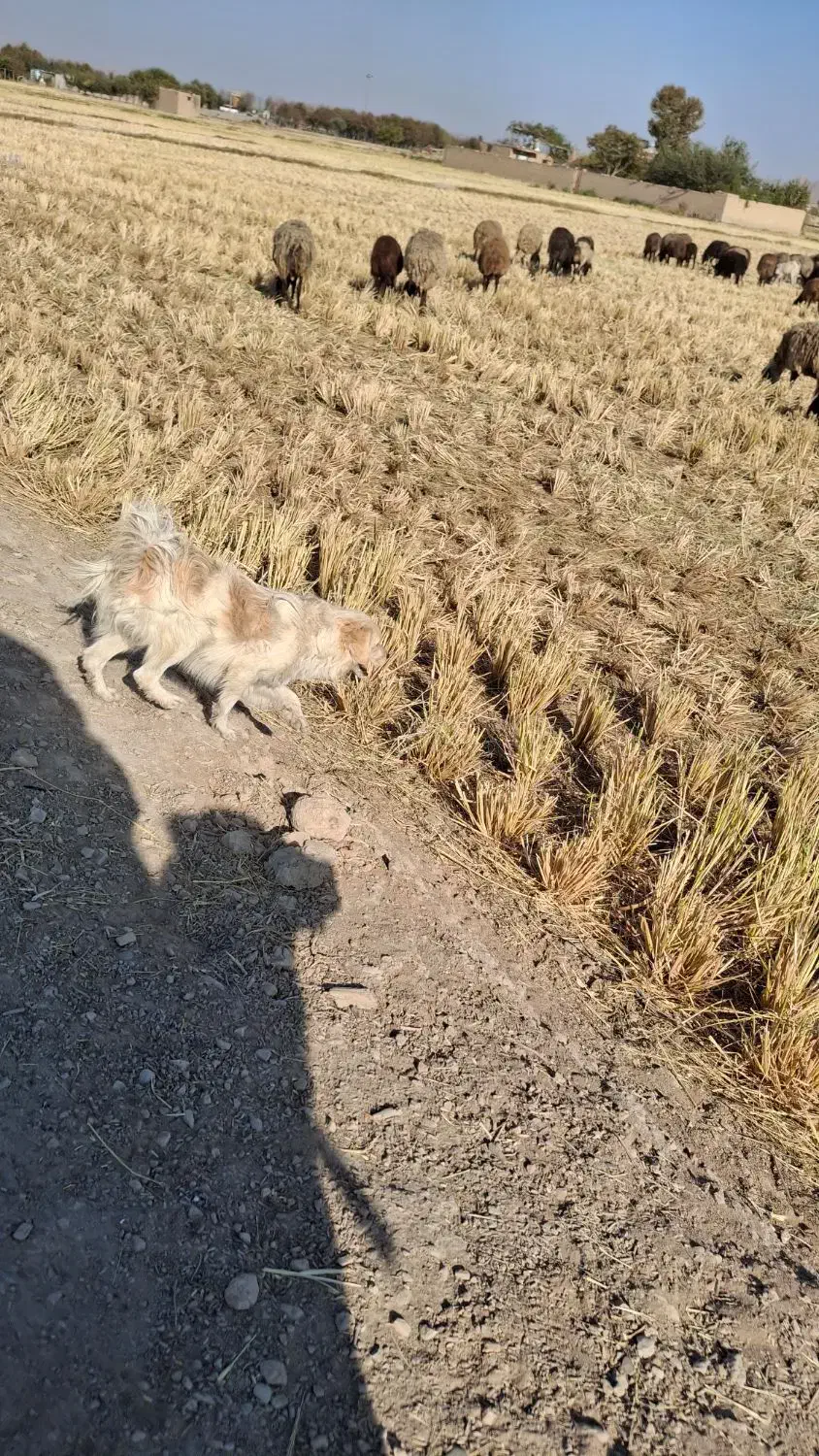 سگ پامر 2 ساله|سگ|مبارکه, |دیوار