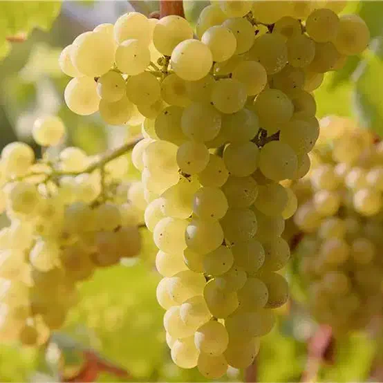 نهال انگور|گل و گیاه طبیعی|گیلان غرب, |دیوار