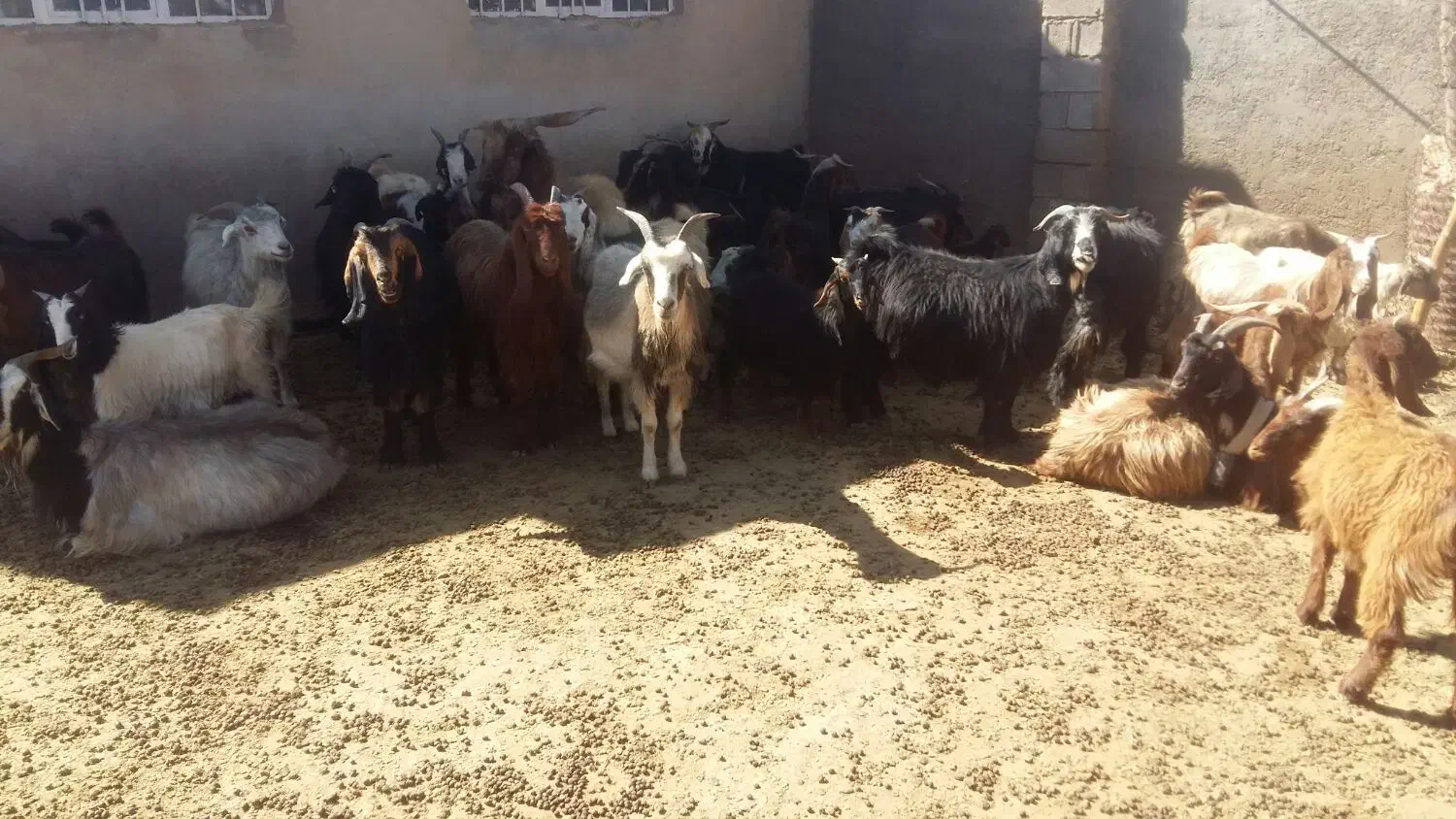 فروش بز یا معاوضه با میش|حیوانات مزرعه|شیراز, نجم آباد|دیوار
