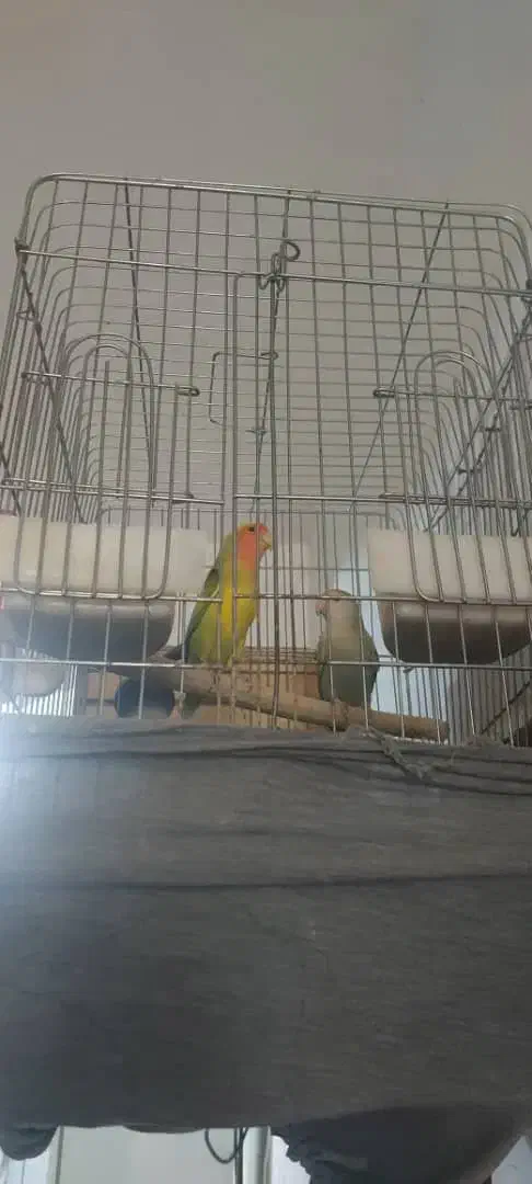 طوطی برزیلی|پرنده|مسجد سلیمان, |دیوار