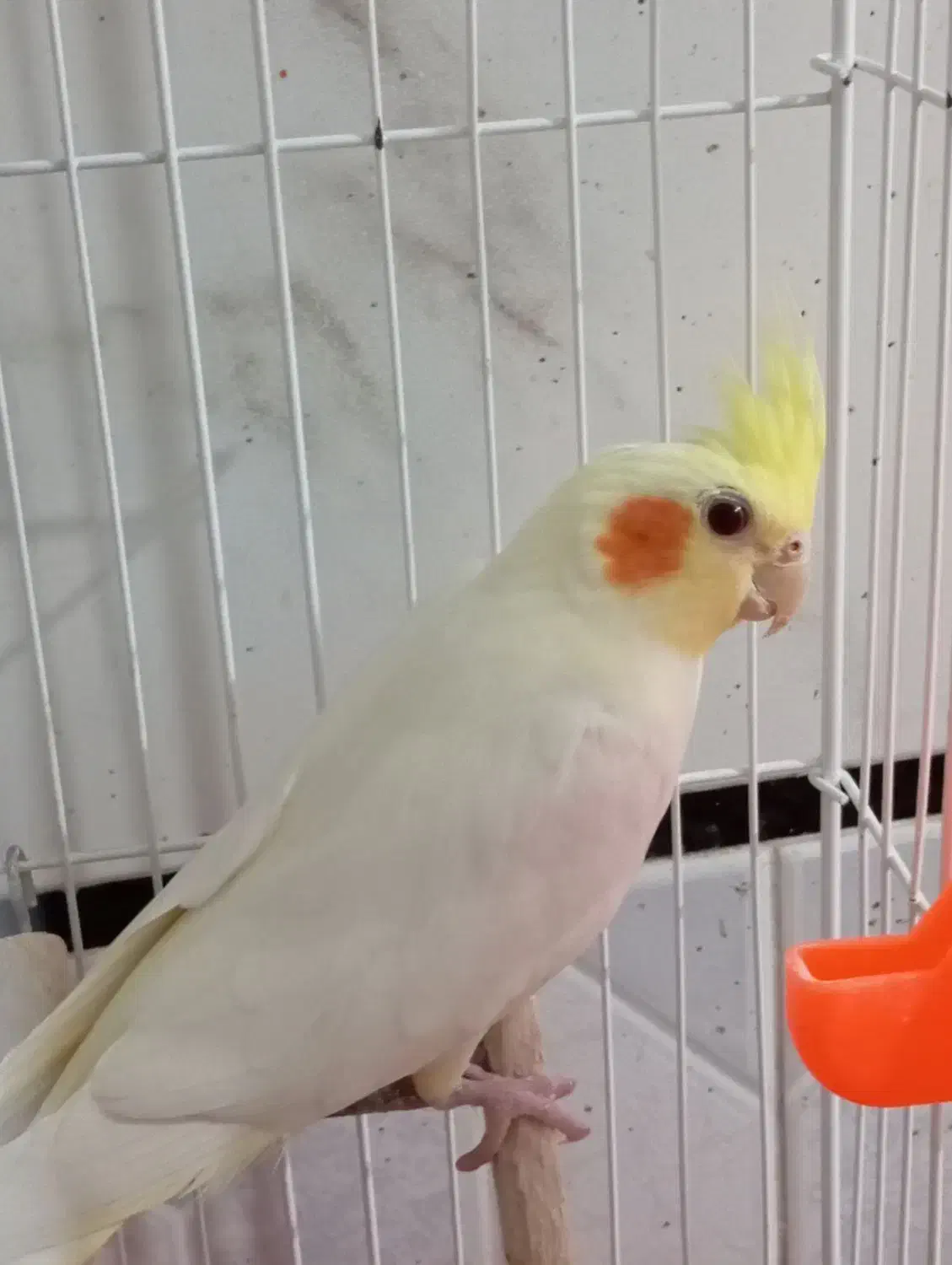 عروس نر|پرنده|نیمروز, |دیوار