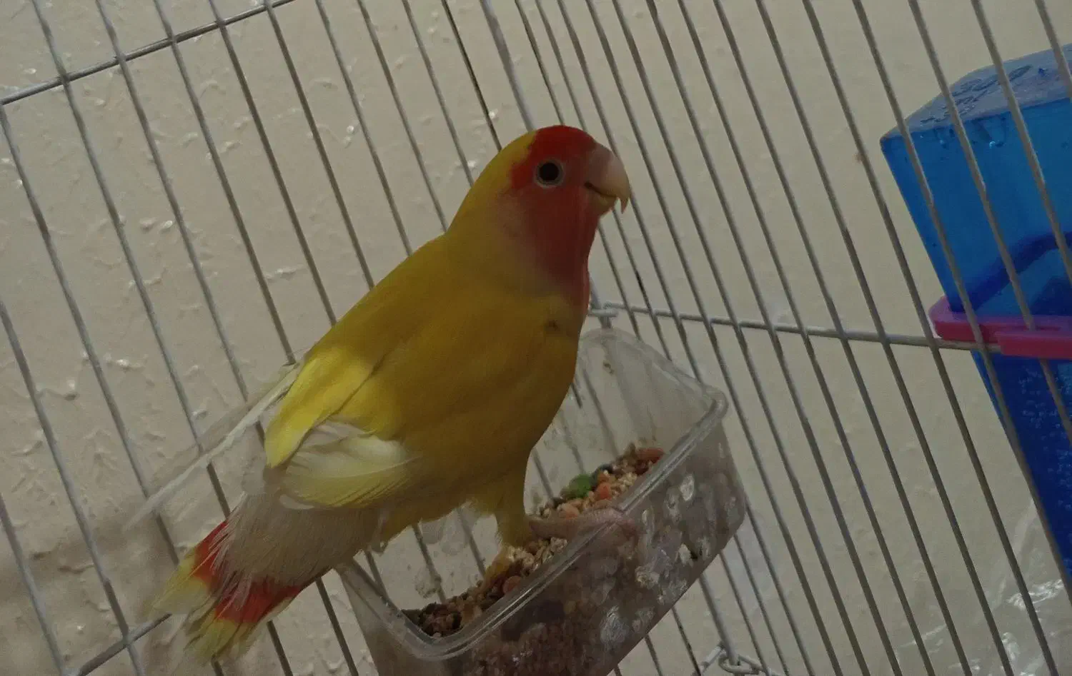 طوطی کوتوله|پرنده|اصفهان, پوریای ولی|دیوار