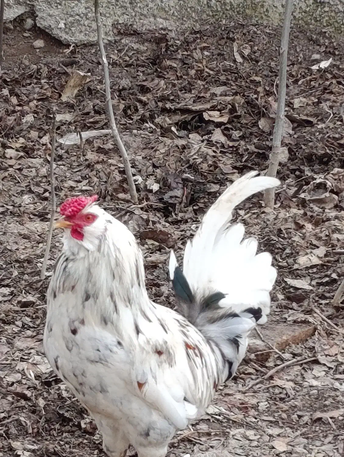 خروس گلین|حیوانات مزرعه|مشگین شهر, |دیوار