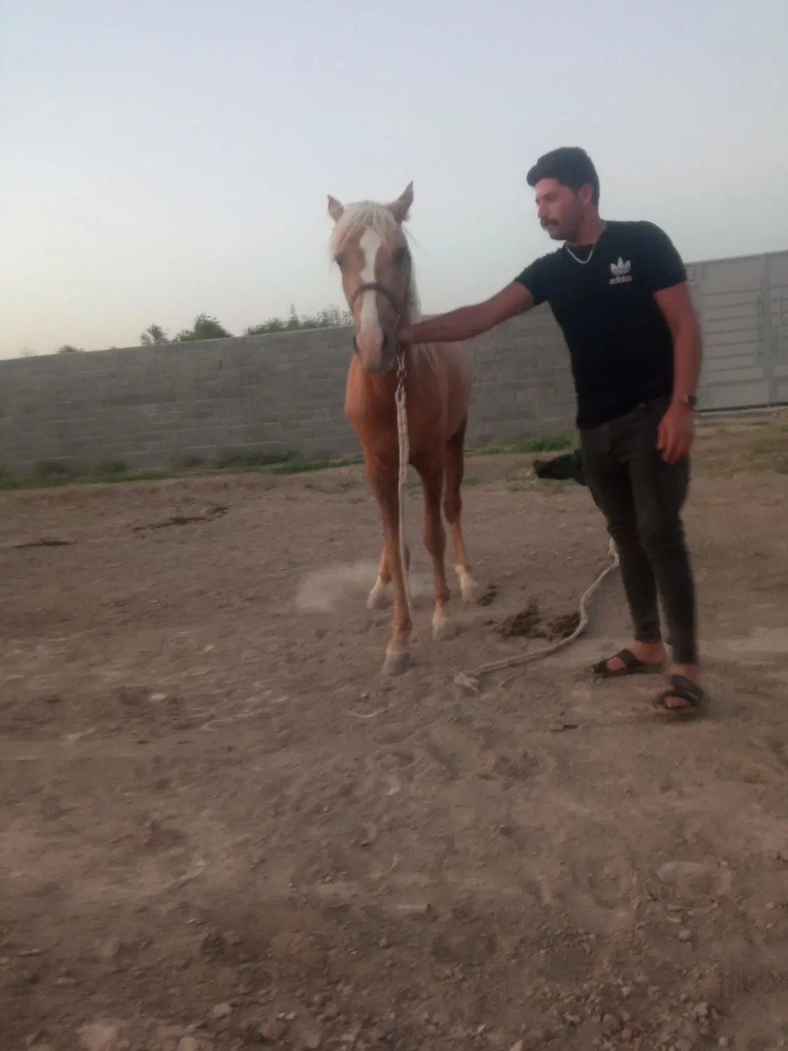 اسب|اسب و تجهیزات اسب‌سواری|رباط‌کریم, وهن آباد|دیوار