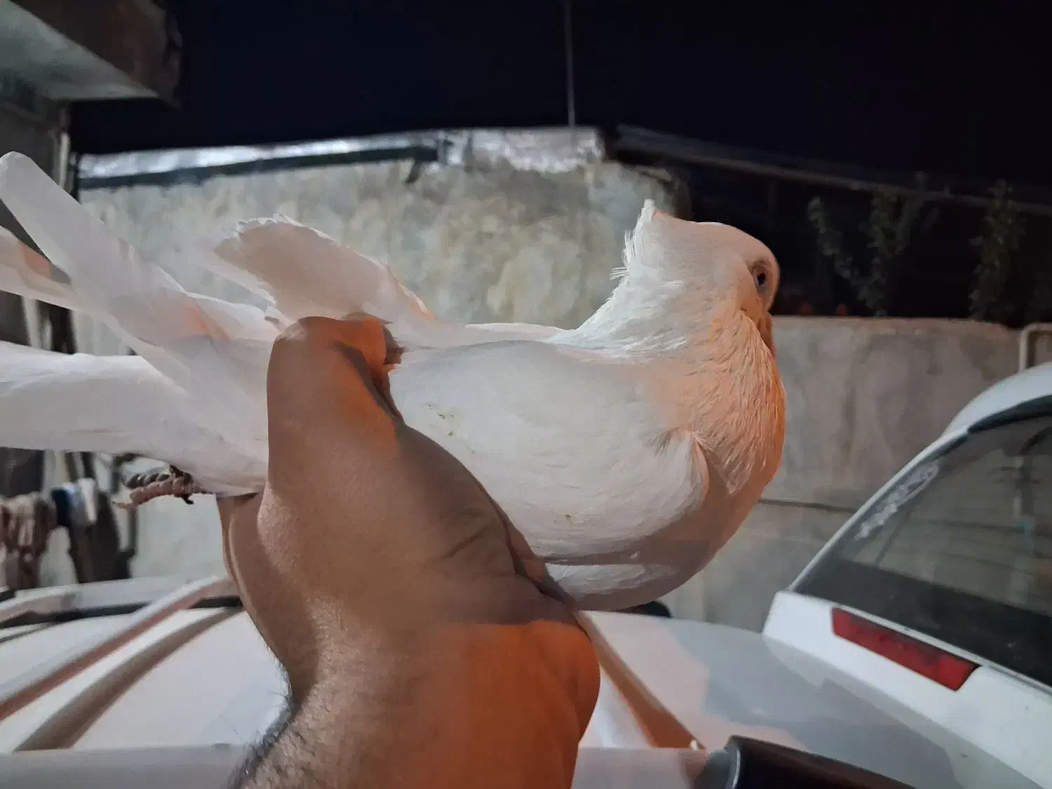 فروش کبوتر|پرنده|یاسوج, |دیوار