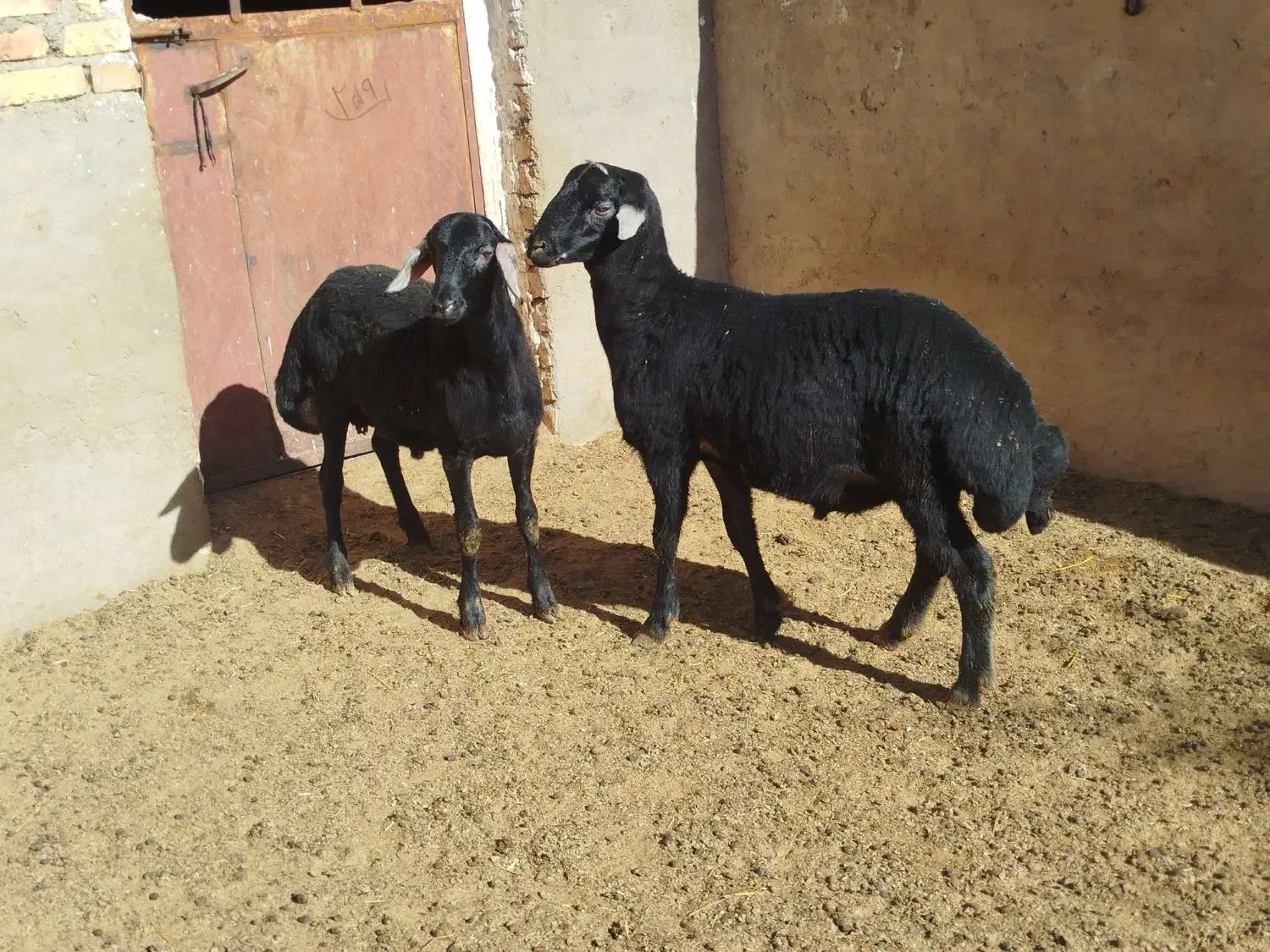 بره قره قزل|حیوانات مزرعه|حلب, |دیوار