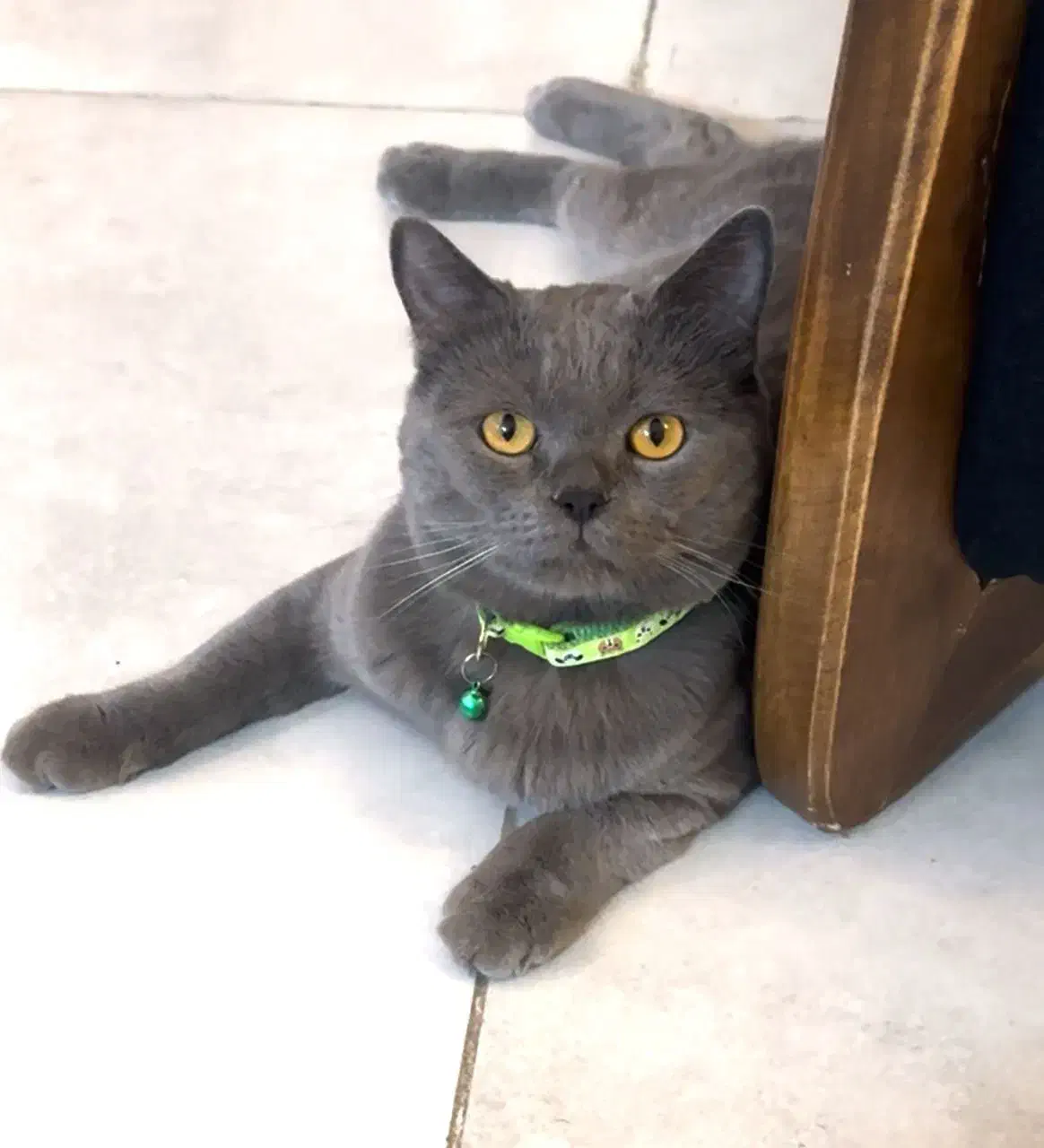 گمشده|حیوانات|پردیس, فاز ۲|دیوار