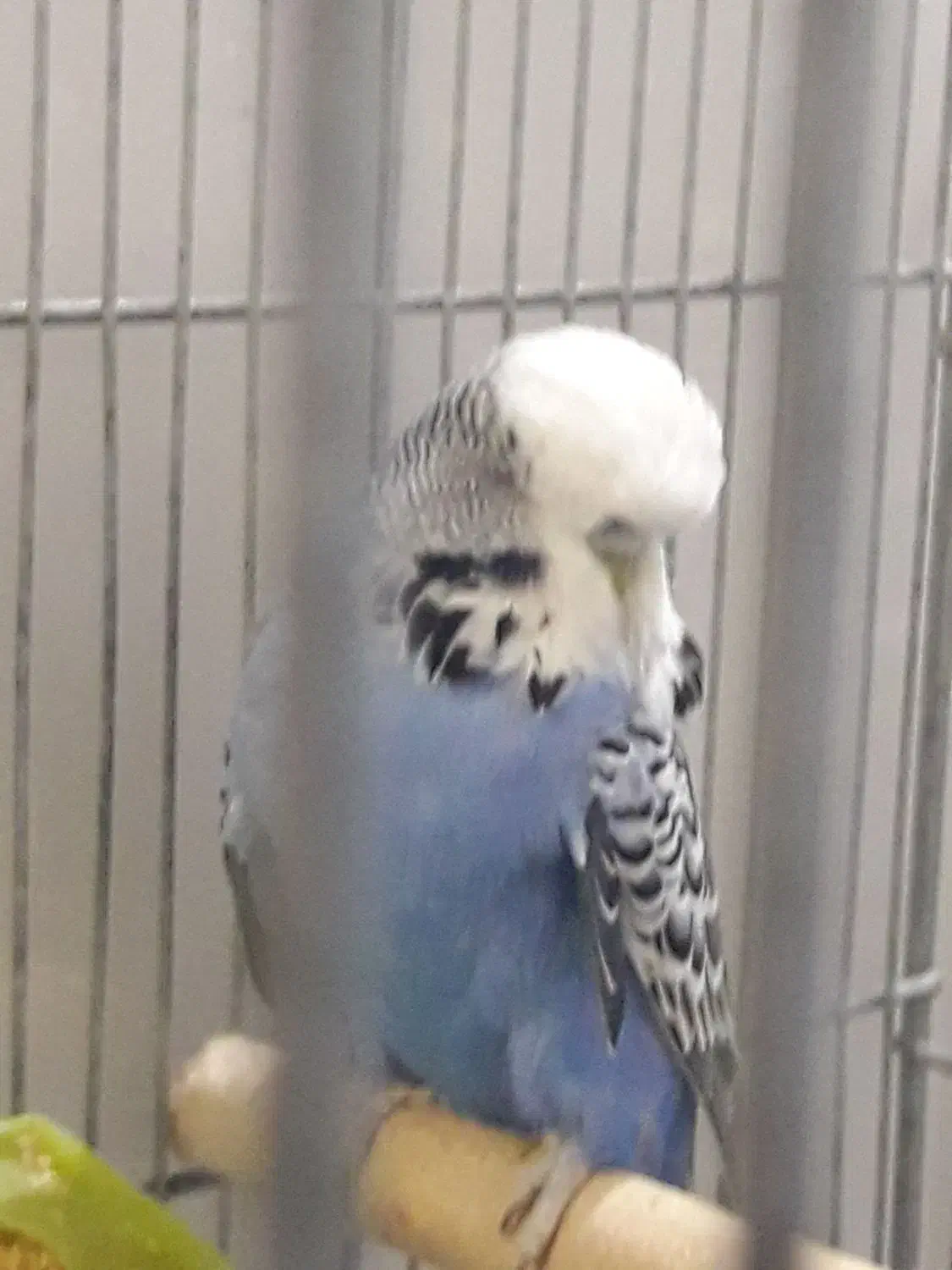 مرغ عشق انگلیسی|پرنده|دوگنبدان, |دیوار