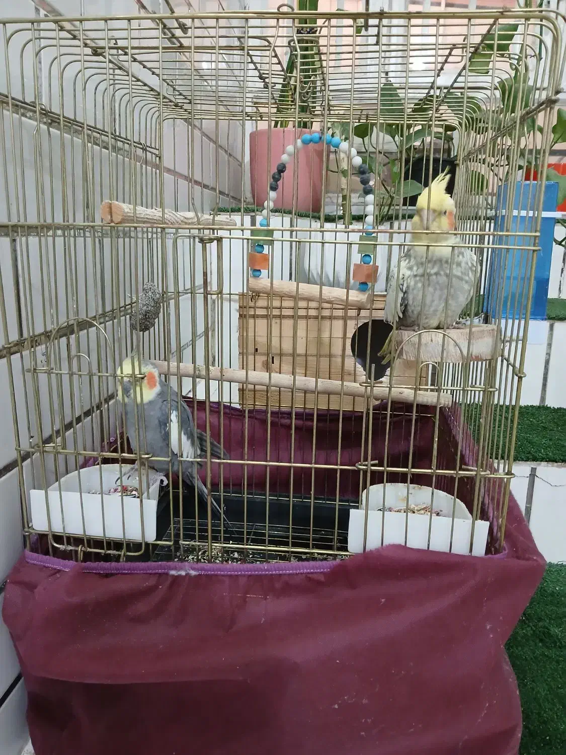 فروش جفت عروس هلندی|پرنده|شوش, |دیوار