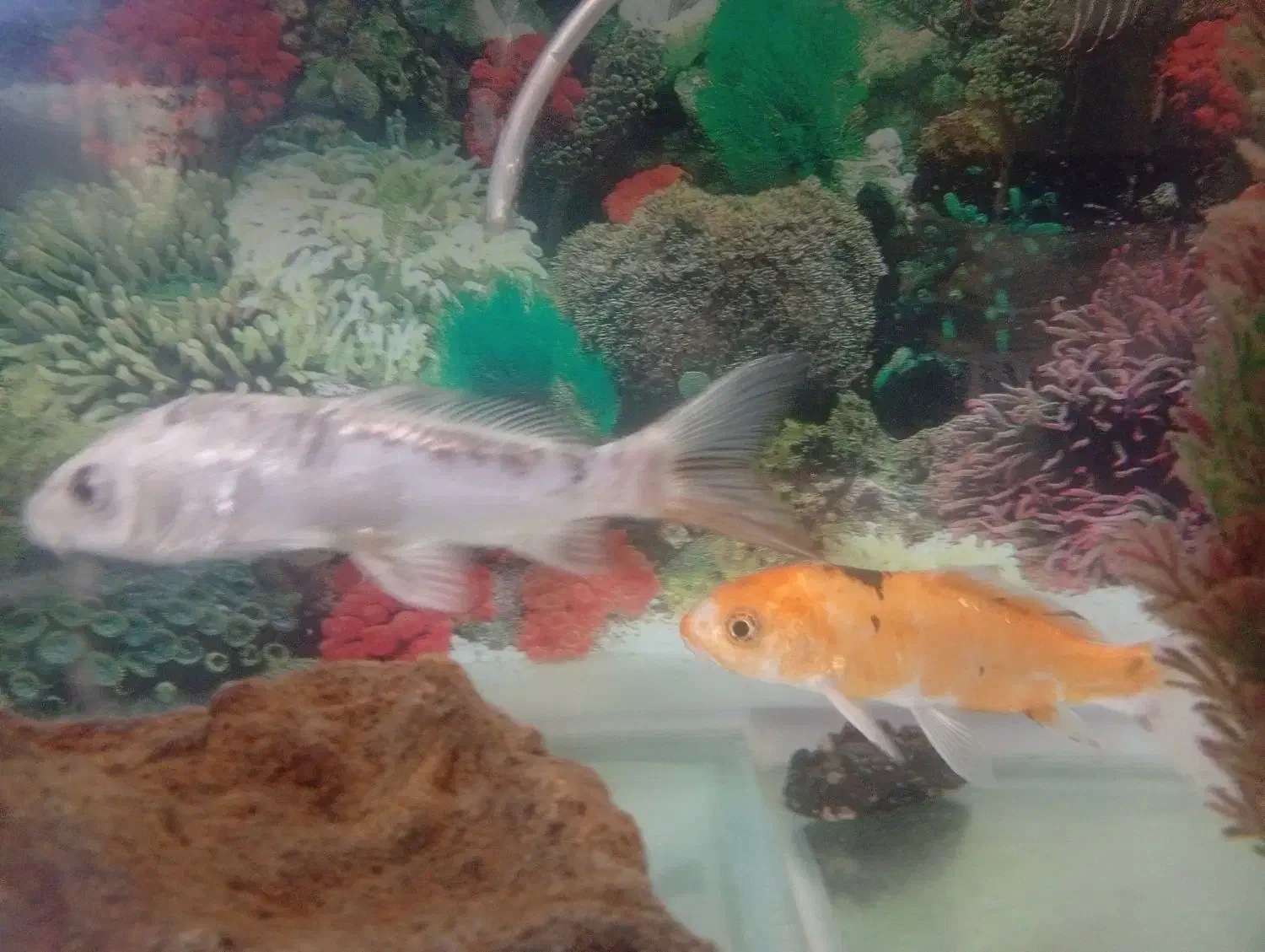 آکواریوم . ماهی . پمپ آب ماسه|ماهی|اصفهان, جلالیه|دیوار