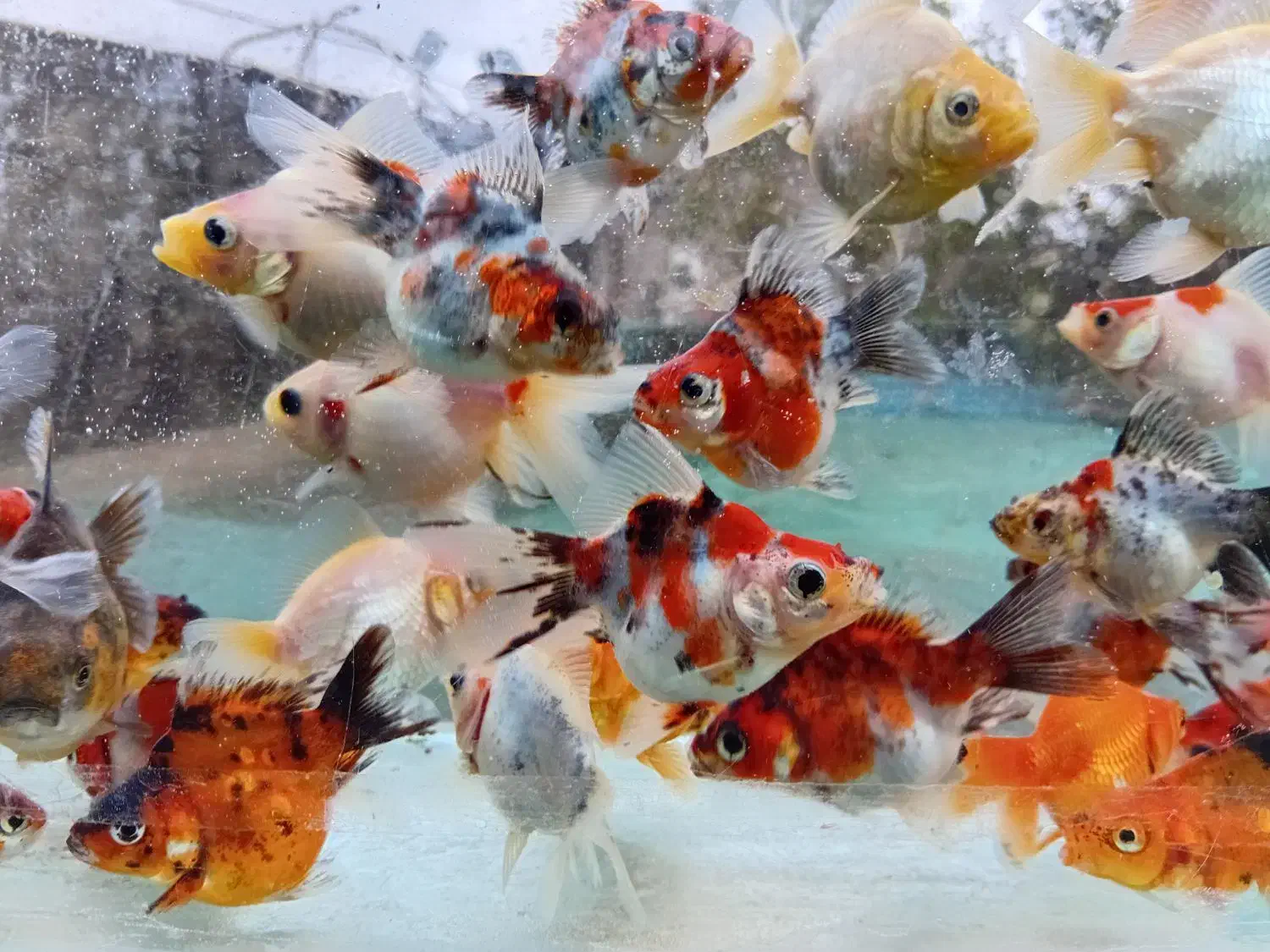 گلدفیش ماهی|ماهی|سنندج, |دیوار