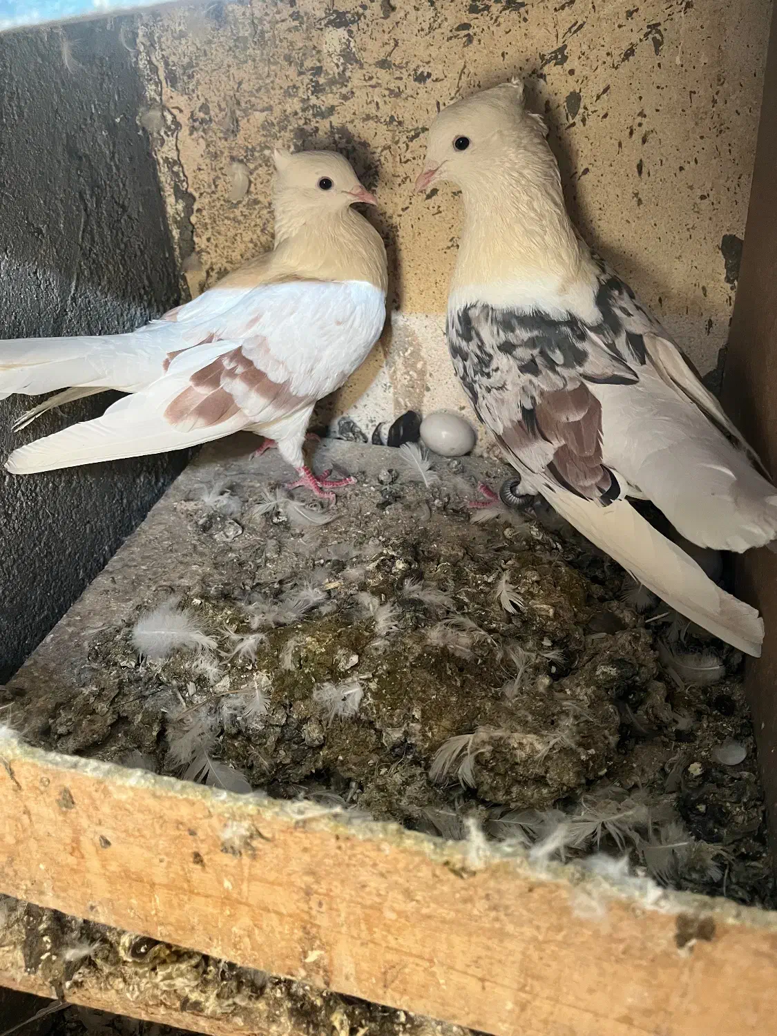 پلنگ نواتی|پرنده|بروجرد, |دیوار