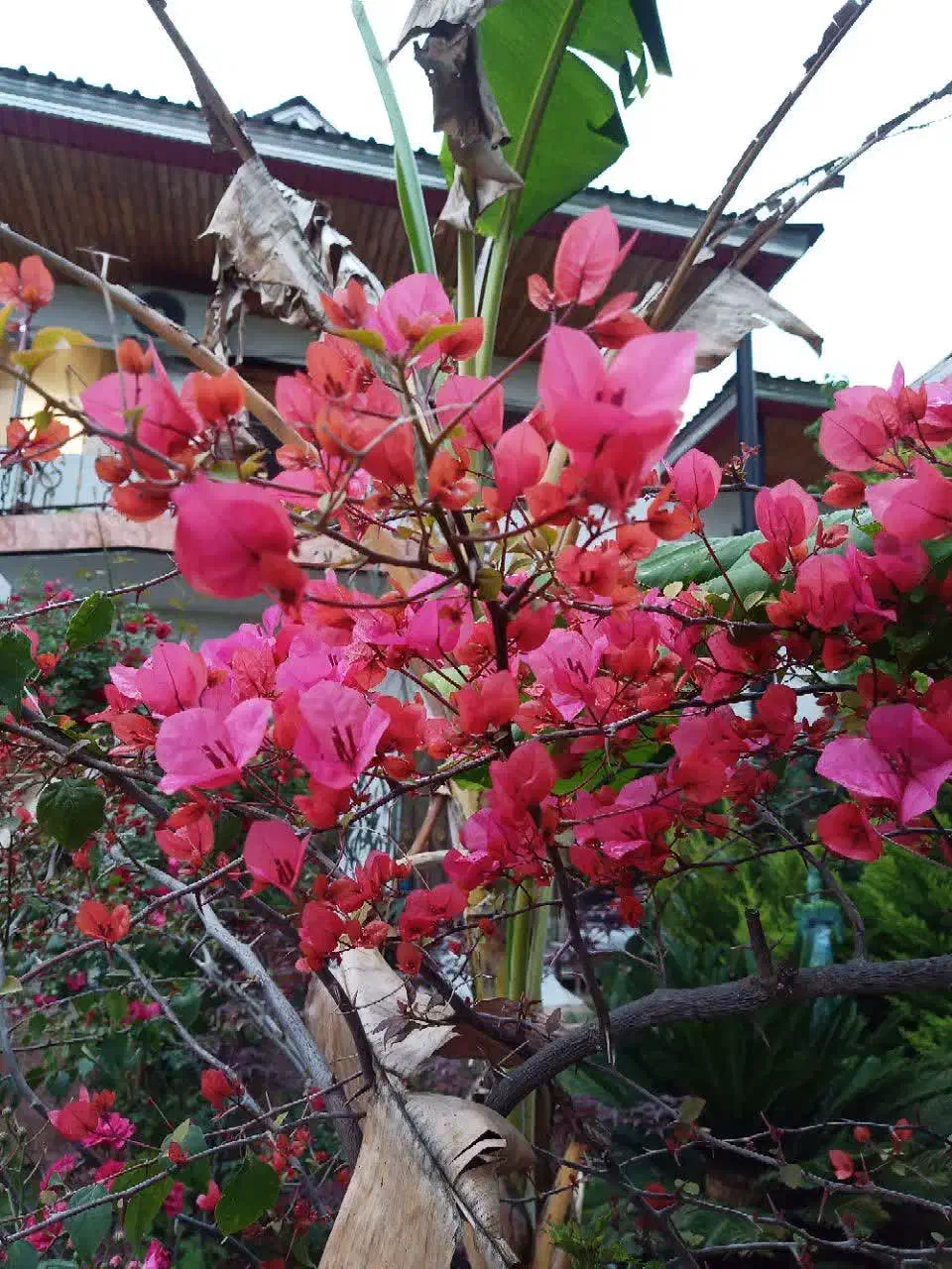 چمستان ویلا رهن اجاره ۱۸۰بنا ۳۰۰زمین|اجارهٔ خانه و ویلا|چمستان, |دیوار