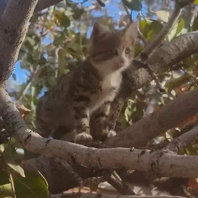 واگذاری بچه گربه|گربه|بیرجند, |دیوار