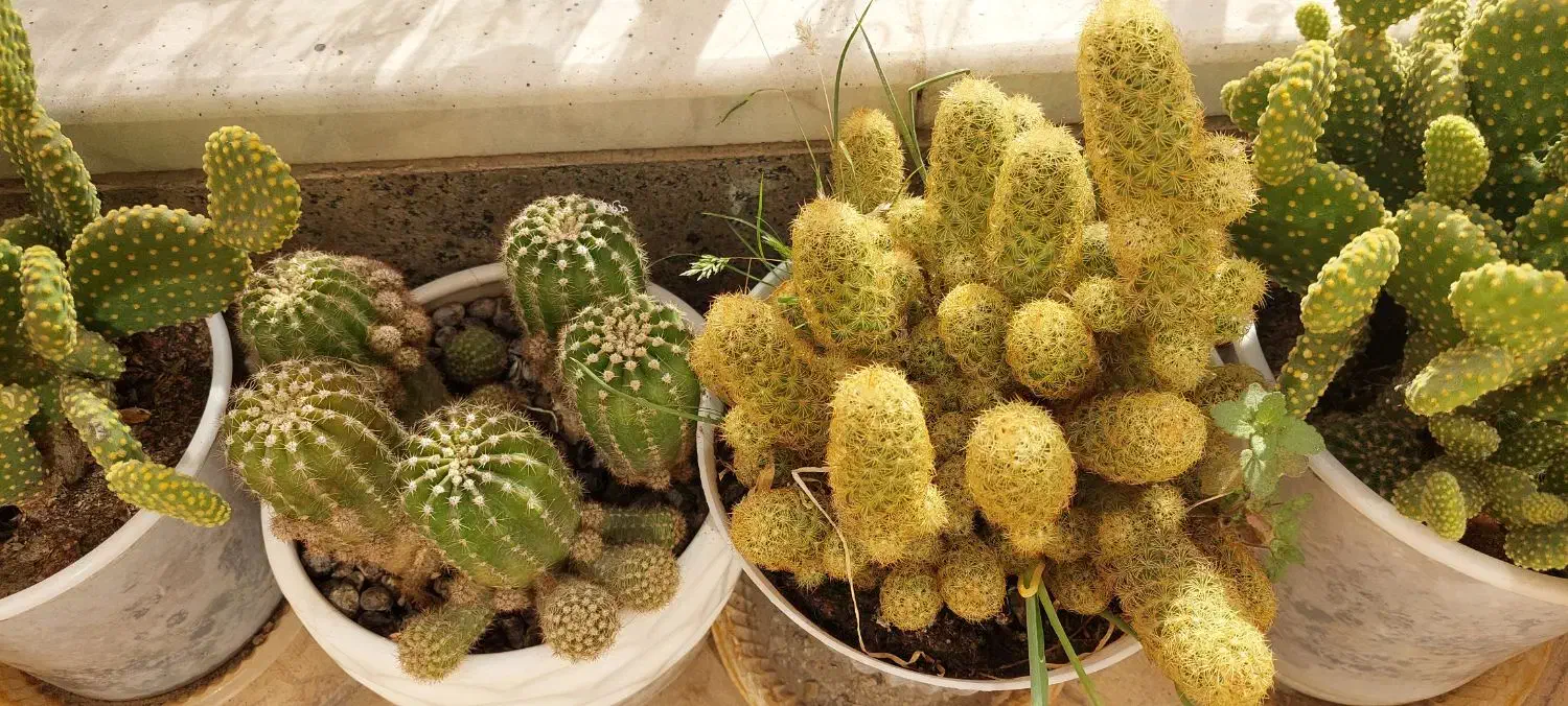 واگذاری کلیه کاکتوس ها|گل و گیاه طبیعی|فولادشهر, B2|دیوار