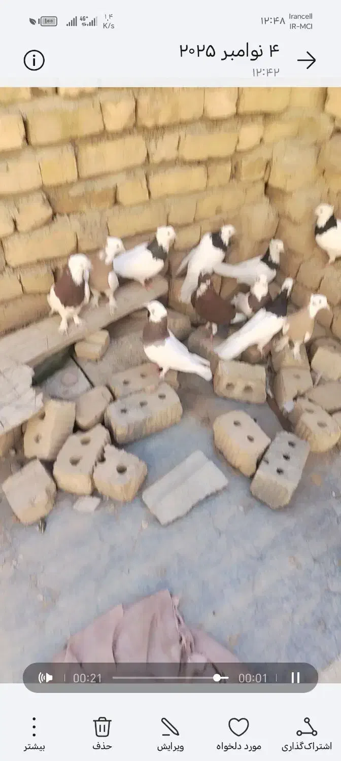 کوبترر|پرنده|طسوج, |دیوار