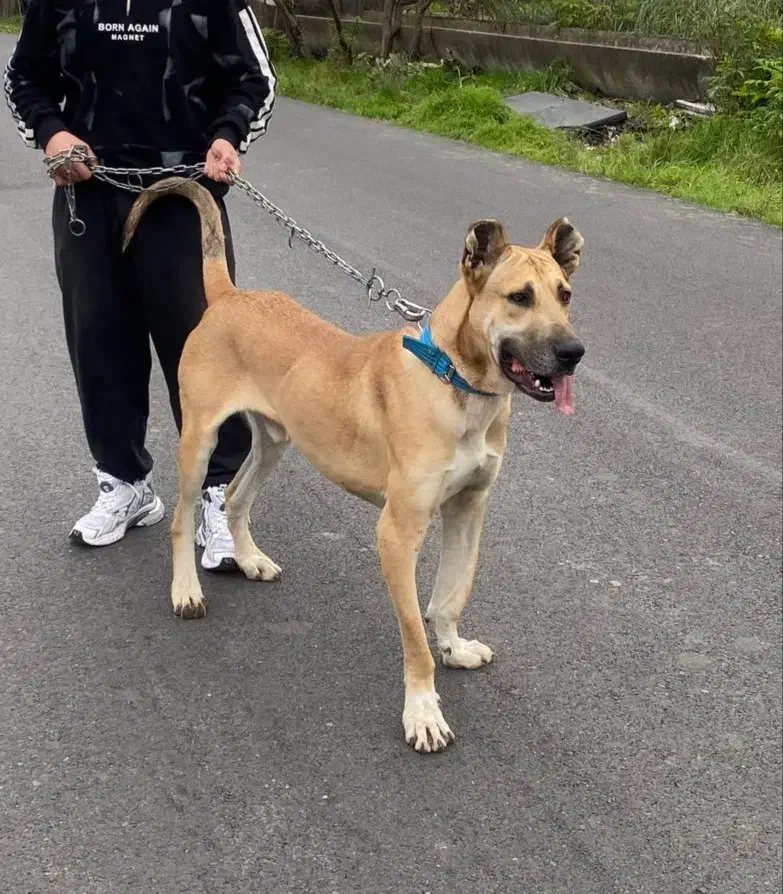 سگ سرابی|سگ|شفت, |دیوار