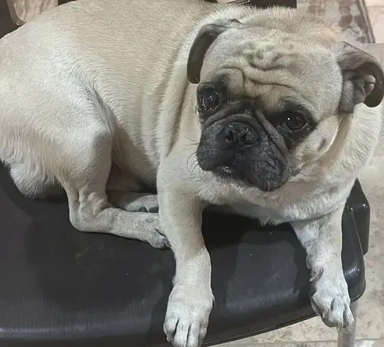 سگ گمشده|حیوانات|اصفهان, بهارستان|دیوار