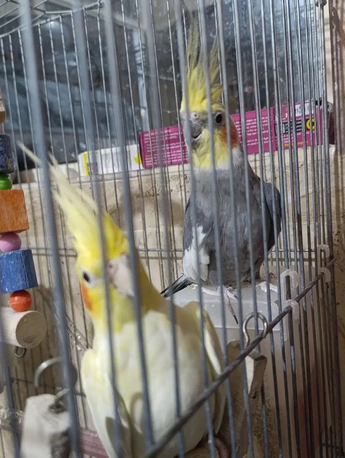 عروس هلندی جفت|پرنده|ساوه, |دیوار