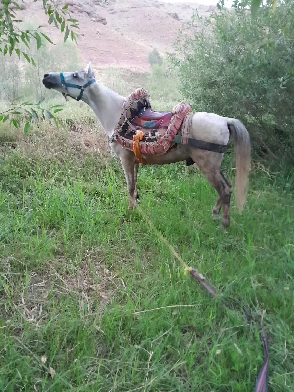 اسبجوان|اسب و تجهیزات اسبسواری|مهاباد (آذربایجان غربی), |دیوار